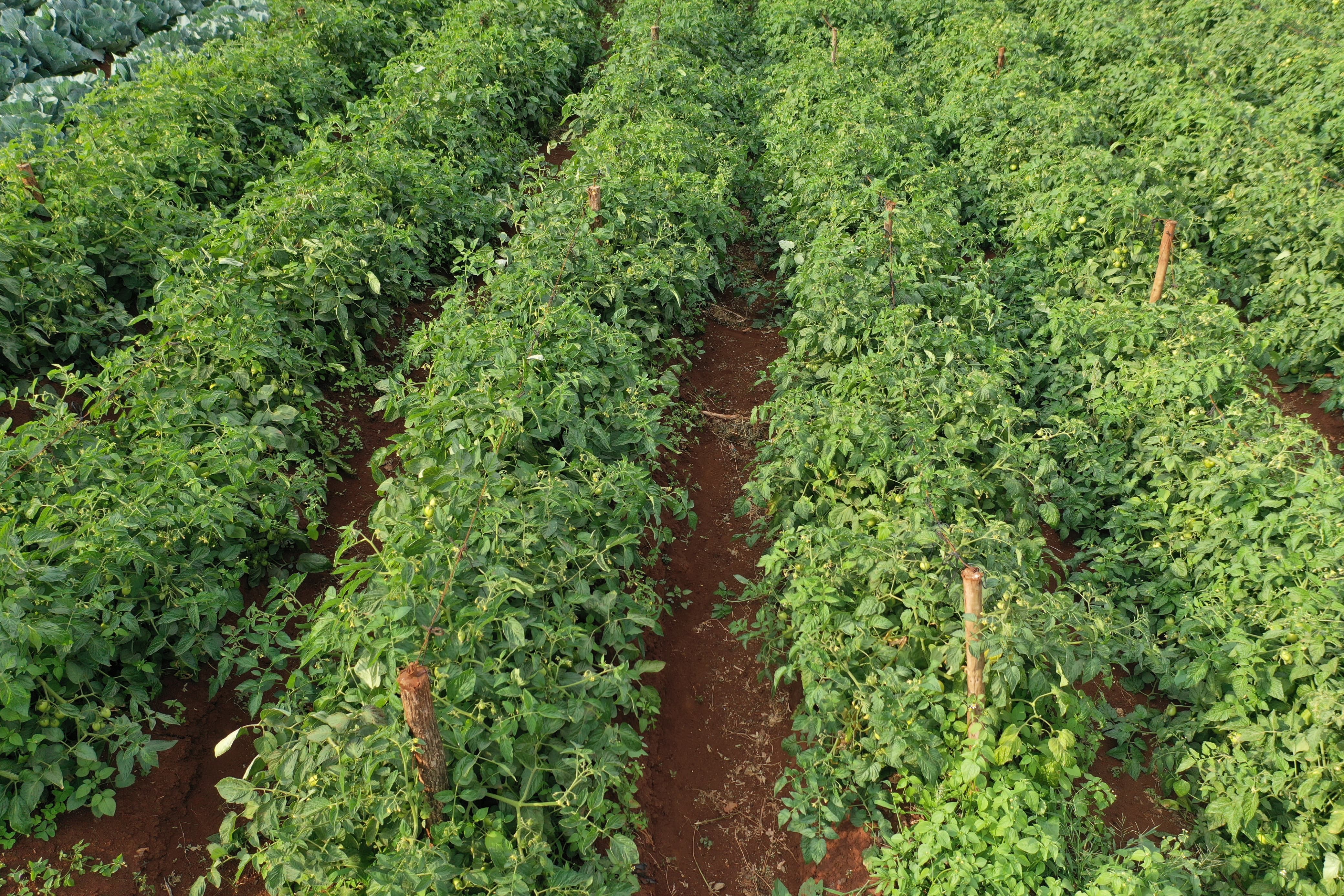 Green Tomato Cultivation