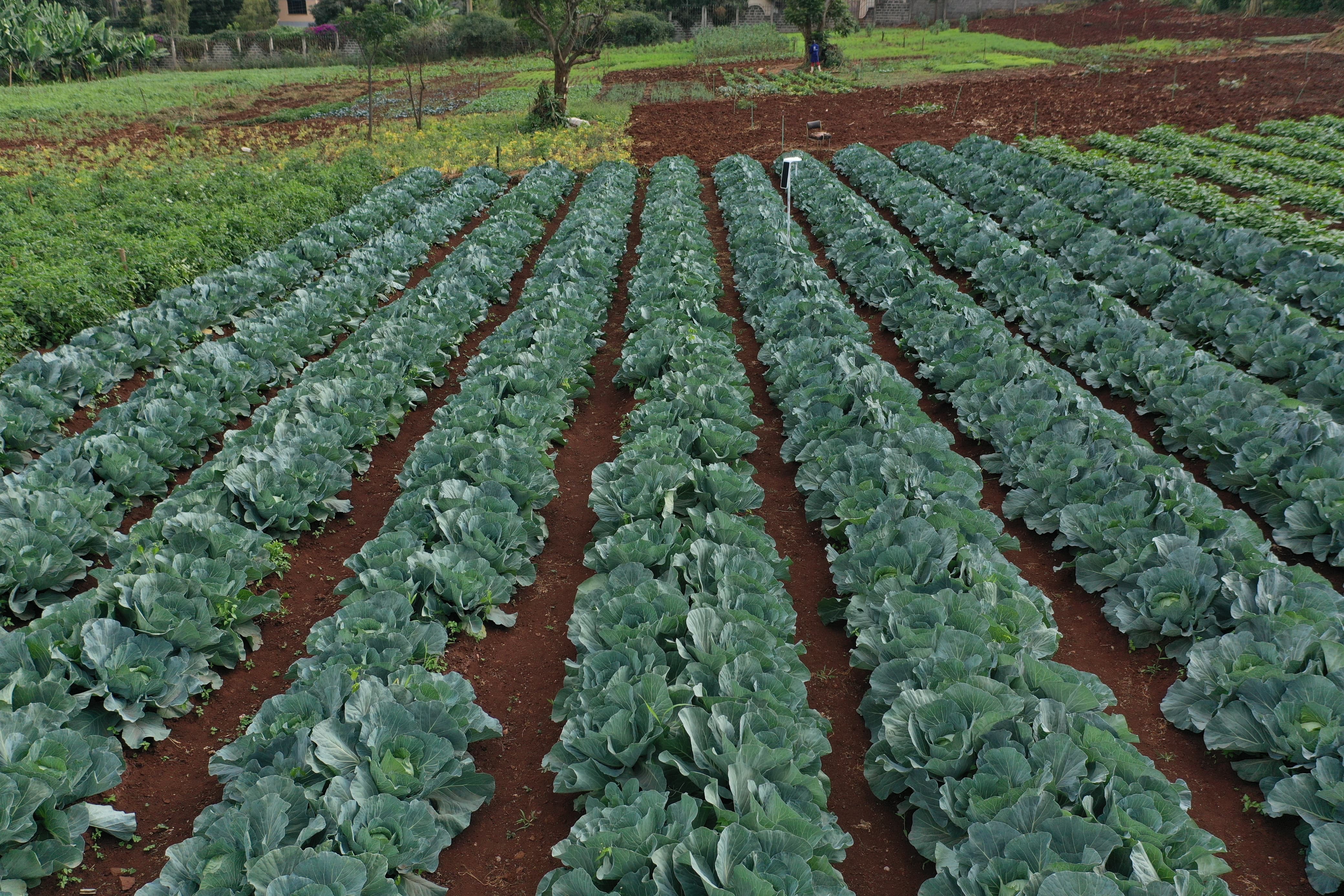 Thriving Cabbage Fields