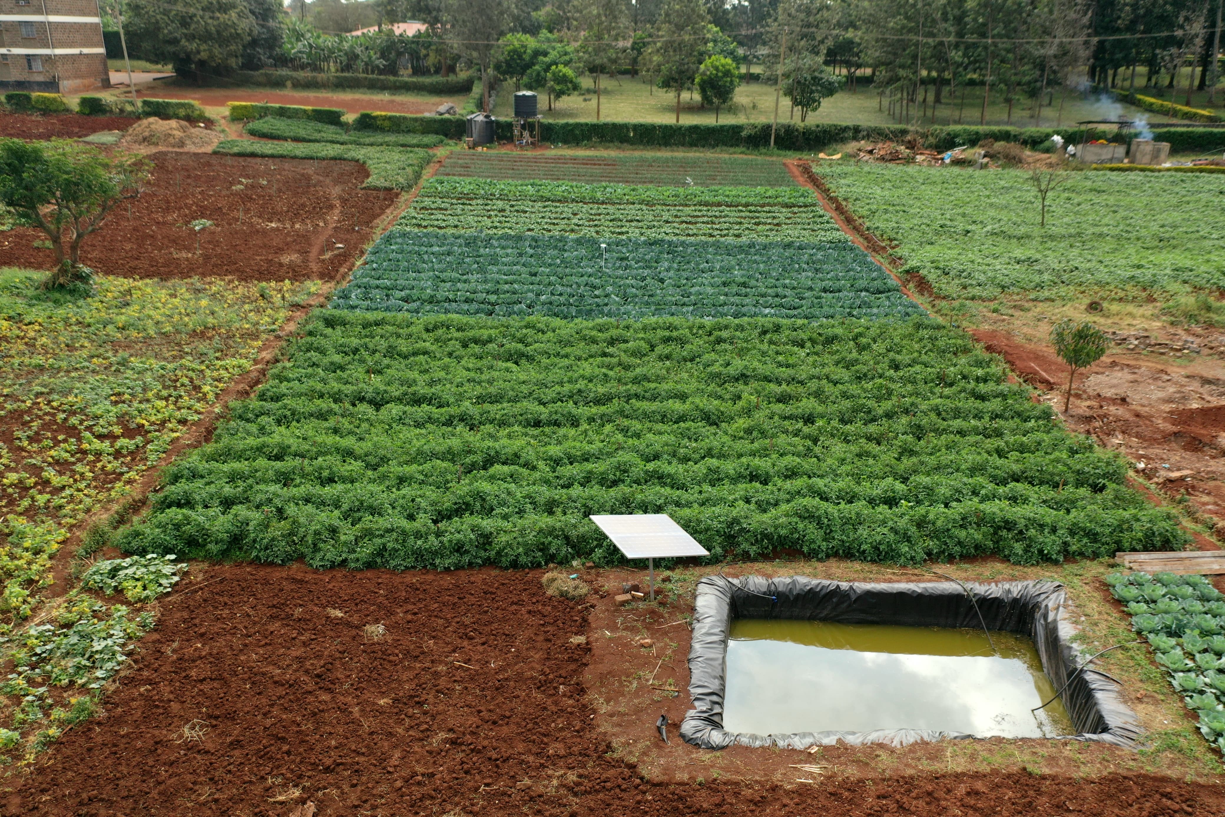 Vast Agricultural Fields